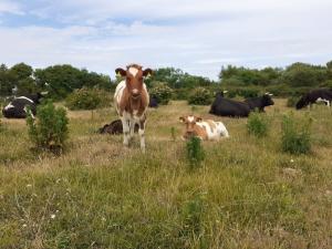 Our herd, including Ilex and Ivan our red and white 2019 calves in our grassland