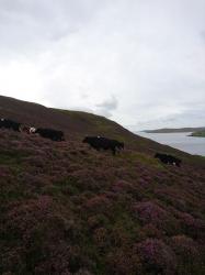 Cows on heather.