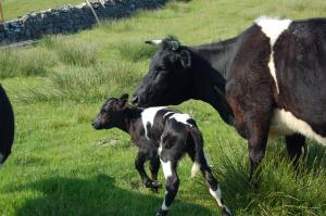Carn Bhren Helen and bull calf