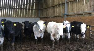 Shetland cross young stock