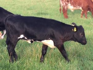 Shetland X Stabiliser X Shorthorn heifer. This I think will make an excellent commercial replacement.