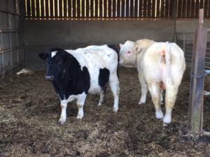 Larchfield Bianca with Charolais bull