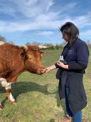 A picture of myself, Kelly Hunt, one of the rangers at Hengistbury and her manager, with Kevin, one of our sweetest steers
